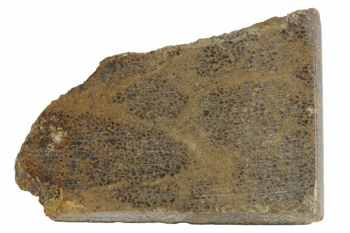 Polished Pliosaur (Liopleurodon) Bone - England #165681
